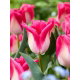 Tulipan Memphis - 5 szt.