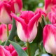 Tulipan Memphis - 5 szt.