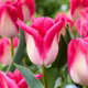 Tulipan Memphis - duża paczka! - 50 szt.