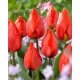 Tulipan Red Paradise - 5 szt.