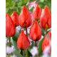 Tulipan Red Paradise - duża paczka! - 50 szt.