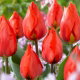 Tulipan Red Paradise - 5 szt.
