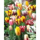 Tulipan Rembrandt mix - GIGA paczka! - 250 szt.