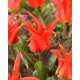 Tulipan Rigas Barikades - 5 szt.