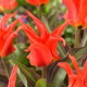 Tulipan Rigas Barikades - GIGA paczka! - 250 szt.