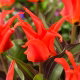 Tulipan Rigas Barikades - GIGA paczka! - 250 szt.