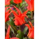 Tulipan Rigas Barikades - duża paczka! - 50 szt.
