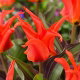 Tulipan Rigas Barikades - 5 szt.