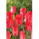 Tulipan Spring Pearl - 5 szt.