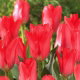 Tulipan Spring Pearl - GIGA paczka! - 250 szt.