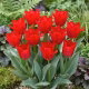 Tulipan Spring Pearl - GIGA paczka! - 250 szt.