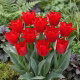 Tulipan Spring Pearl - duża paczka! - 50 szt.
