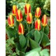 Tulipan Stresa - 5 szt.