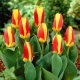 Tulipan Stresa - 5 szt.