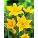 Tulipan Sylvestris - duża paczka! - 50 szt.