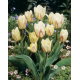 Tulipan White Fire - duża paczka! - 50 szt.