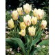 Tulipan White Fire - duża paczka! - 50 szt.