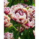 Tulipan Wyndham - GIGA paczka! - 250 szt.