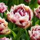Tulipan Wyndham - duża paczka! - 50 szt.