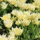 Tulipan Youkihi - 5 szt.