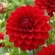 Dalia czerwona - Dahlia Red - GIGA paczka! - 50 szt.