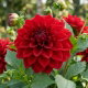 Dalia czerwona - Dahlia Red