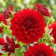 Dalia czerwona - Dahlia Red