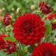 Dalia czerwona - Dahlia Red