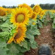 Słonecznik ozdobny Sunspot - karłowy - nadaje się do uprawy na dopłaty - 1 kg