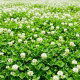 Koniczyna biała - wieloletnia, miododajna, samonawożąca, bardzo gęsta i wydajna, odporna na suszę - 100 gram
