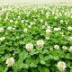 Koniczyna biała - wieloletnia, miododajna, samonawożąca, bardzo gęsta i wydajna, odporna na suszę - 1 kg