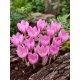 Krokus Jesienny Zonatus - 10 szt.