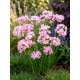 Czosnek różowy - Allium roseum - 20 szt.