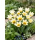 Tulipan niski - Concerto - 5 szt.