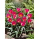 Tulipan Persian Pearl - opak. 5 szt.