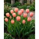 Tulipan morelowy - Apricot - 5 szt.