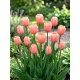 Tulipan morelowy - Apricot - GIGA paczka! - 250 szt.