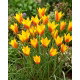 Tulipan Chrysantha Tubergen's Gem - duża paczka! - 50 szt.