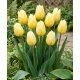 Tulipan Sweetheart - 5 szt.