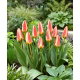 Tulipan Tarafa - duża paczka! - 50 szt.