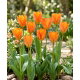 Tulipan Orange Emperor - duża paczka! - 50 szt.
