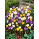 Krokus Botaniczny - mix - GIGA paczka! - 500 szt.