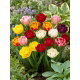 Tulipan pełny mix - Double mix - duża paczka! - 50 szt.