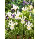 Irys holenderski - White Magic - 10 szt.