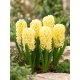 Hiacynt Yellow Queen - 3 szt.