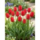 Tulipan Darwidesign - 5 szt.