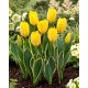Tulipan Easter Moon - 5 szt.