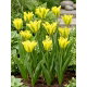 Tulipan Formosa - 5 szt.