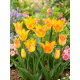 Tulipan Moonblush - 5 szt.