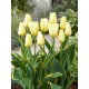 Tulipan Purissima Design - duża paczka! - 50 szt.